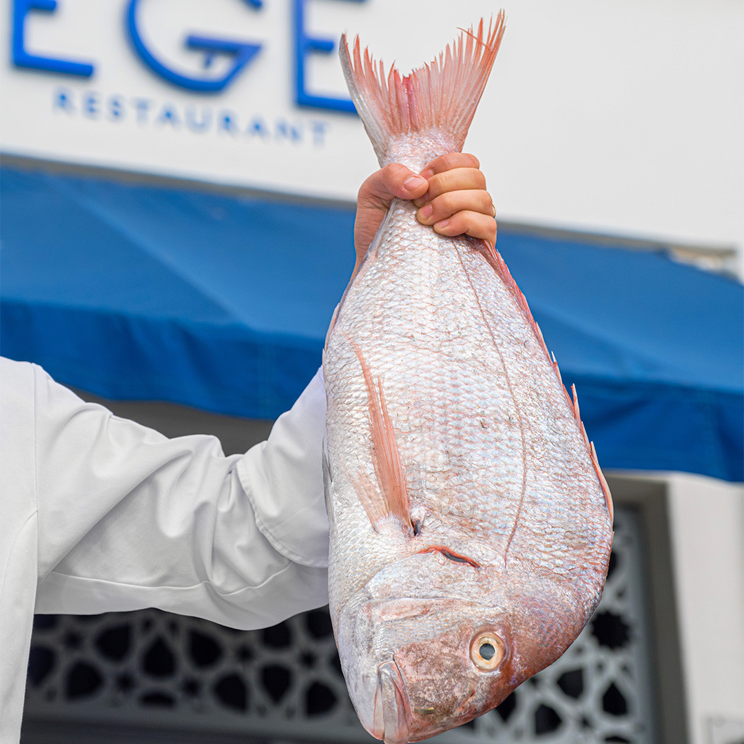 EGE Restaurant cuisine and dining